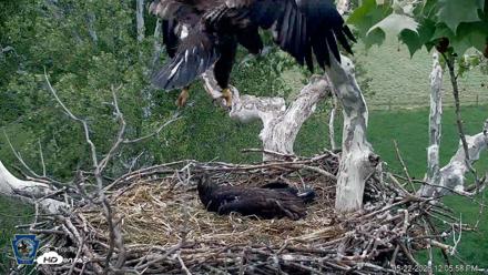 PA Farm Country Eagles Live Cams - May 22, 2026, 12:08pm EDT