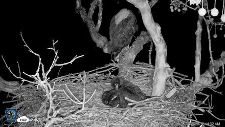 PA Farm Country Eagles Live Cams - May 2, 2026, 12:15am EDT
