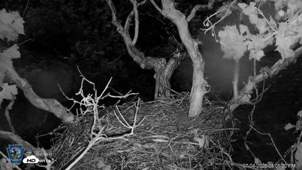 PA Farm Country Eagles Live Cams - Jul 4, 2026, 8:06pm EDT