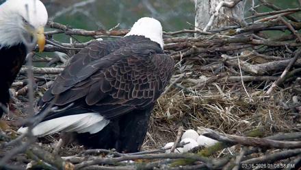 PA Farm Country Eagles Live Cams - Mar 16, 2026, 1:09pm EDT
