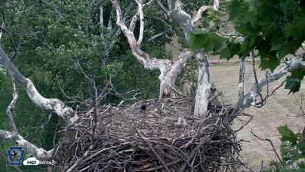 PA Farm Country Eagles Live Cams - Jun 6, 2026, 5:14pm EDT