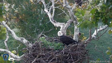 PA Farm Country Eagles Live Cams - Aug 29, 2026, 6:44am EDT