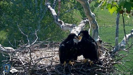 PA Farm Country Eagles Live Cams - May 18, 2026, 10:16am EDT