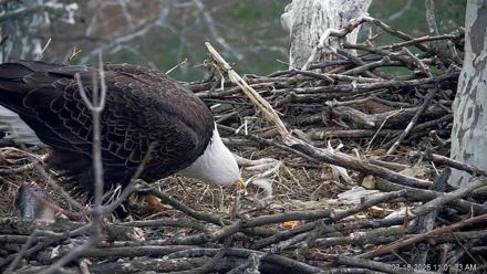 PA Farm Country Eagles Live Cams - Mar 18, 2026, 11:02am EDT