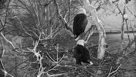 PA Farm Country Eagles Live Cams - Jan 13, 2026, 7:06am EST
