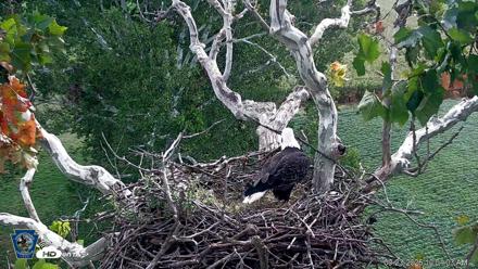 PA Farm Country Eagles Live Cams - Sep 23, 2026, 10:01am EDT