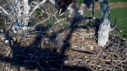 PA Farm Country Eagles Live Cams - Apr 8, 2026, 5:56pm EDT