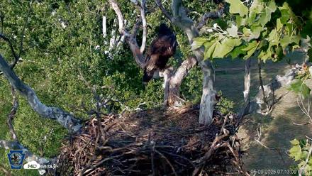 PA Farm Country Eagles Live Cams - Jun 9, 2026, 7:14pm EDT