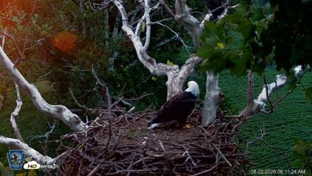 PA Farm Country Eagles Live Cams - Aug 2, 2026, 6:12am EDT