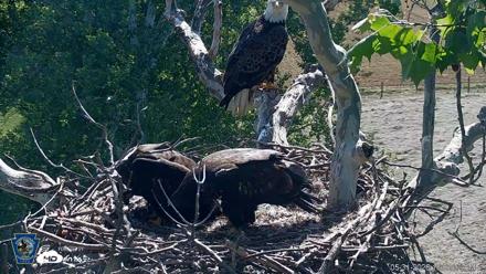 PA Farm Country Eagles Live Cams - May 31, 2026, 10:04am EDT