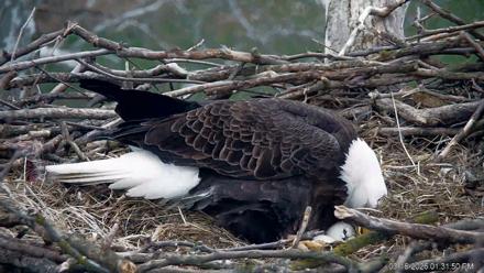 PA Farm Country Eagles Live Cams - Mar 16, 2026, 1:32pm EDT