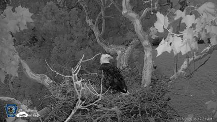 PA Farm Country Eagles Live Cams - Sep 23, 2026, 6:48am EDT