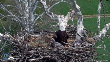 PA Farm Country Eagles Live Cams - Apr 14, 2026, 1:07pm EDT