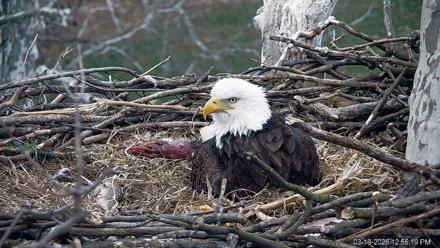 PA Farm Country Eagles Live Cams - Mar 19, 2026, 12:57pm EDT