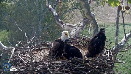 PA Farm Country Eagles Live Cams - May 10, 2026, 9:22am EDT