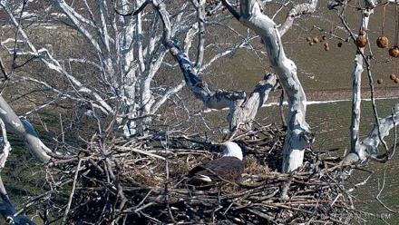 PA Farm Country Eagles Live Cams - Feb 27, 2026, 1:31pm EST