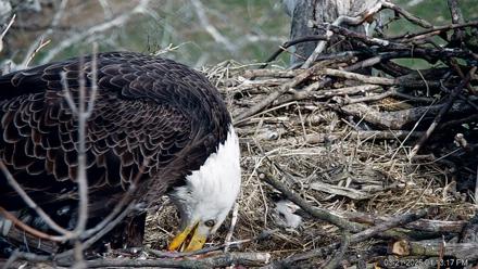 PA Farm Country Eagles Live Cams - Mar 21, 2026, 4:13pm EDT