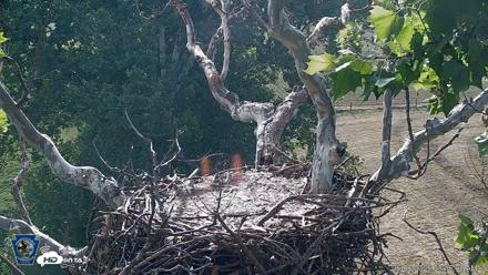 PA Farm Country Eagles Live Cams - Jun 6, 2026, 8:18am EDT