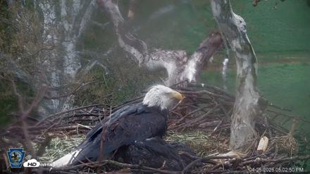 PA Farm Country Eagles Live Cams - Apr 25, 2026, 5:03pm EDT