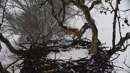 PA Farm Country Eagles Live Cams - Jan 25, 2026, 7:23am EST