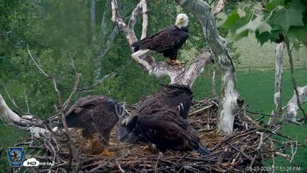 PA Farm Country Eagles Live Cams - May 23, 2026, 7:54pm EDT