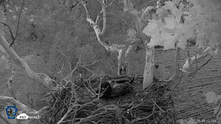 PA Farm Country Eagles Live Cams - Jul 19, 2026, 5:47am EDT