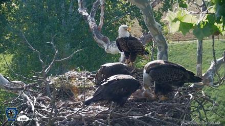 PA Farm Country Eagles Live Cams - May 28, 2026, 7:42am EDT