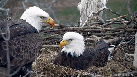 PA Farm Country Eagles Live Cams - Mar 15, 2026, 12:13pm EDT