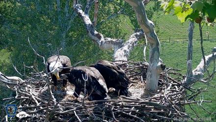 PA Farm Country Eagles Live Cams - May 18, 2026, 10:03am EDT