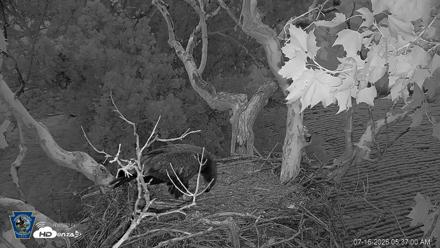 PA Farm Country Eagles Live Cams - Jul 16, 2026, 5:37am EDT