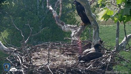 PA Farm Country Eagles Live Cams - May 26, 2026, 8:36am EDT