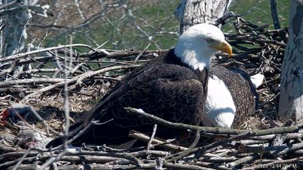PA Farm Country Eagles Live Cams - Mar 24, 2026, 12:44pm EDT