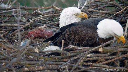 PA Farm Country Eagles Live Cams - Mar 17, 2026, 5:46pm EDT