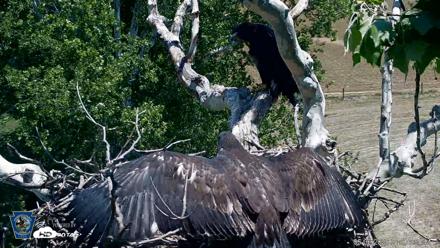 PA Farm Country Eagles Live Cams - Jun 2, 2026, 1:07pm EDT