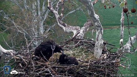 PA Farm Country Eagles Live Cams - Apr 30, 2026, 6:34am EDT