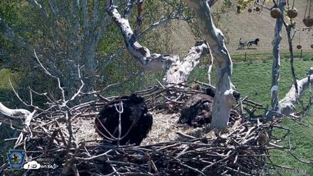 PA Farm Country Eagles Live Cams - May 5, 2026, 10:48am EDT