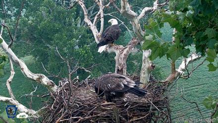 PA Farm Country Eagles Live Cams - Jul 18, 2026, 12:45pm EDT