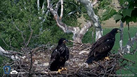 PA Farm Country Eagles Live Cams - May 26, 2026, 4:30pm EDT