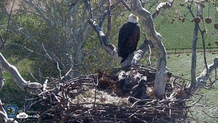 PA Farm Country Eagles Live Cams - Apr 21, 2026, 9:43am EDT