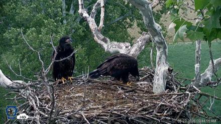 PA Farm Country Eagles Live Cams - May 27, 2026, 9:45am EDT