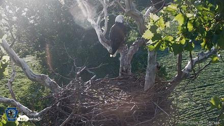 PA Farm Country Eagles Live Cams - Jul 31, 2026, 7:12am EDT