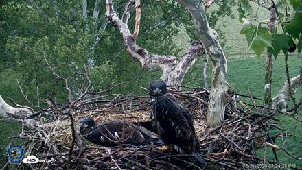 PA Farm Country Eagles Live Cams - May 21, 2026, 3:25pm EDT