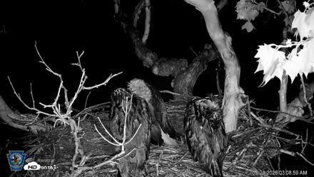 PA Farm Country Eagles Live Cams - May 24, 2026, 3:09am EDT