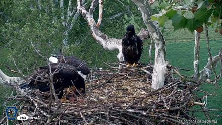 PA Farm Country Eagles Live Cams - May 20, 2026, 6:35pm EDT