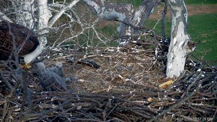 PA Farm Country Eagles Live Cams - Apr 1, 2026, 5:57pm EDT