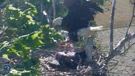 PA Farm Country Eagles Live Cams - May 30, 2026, 8:49am EDT