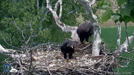 PA Farm Country Eagles Live Cams - May 26, 2026, 1:20pm EDT
