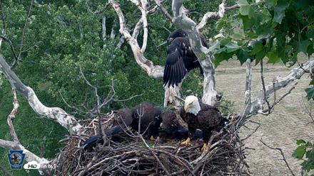 PA Farm Country Eagles Live Cams - Jun 8, 2026, 5:22pm EDT