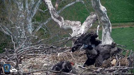 PA Farm Country Eagles Live Cams - Apr 25, 2026, 7:17am EDT