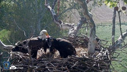 PA Farm Country Eagles Live Cams - May 10, 2026, 9:03am EDT